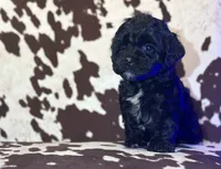 Raine, a female Cockapoo for sale in Morrilton, AR – 2 of 6
