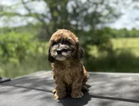 Briar- CKC mini cockapoo, a male Cockapoo for sale in Morrilton, AR – 2 of 9