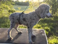 Waylon, a male Poodle - Miniature  for sale in Morrilton, AR – Photo 3 of 3