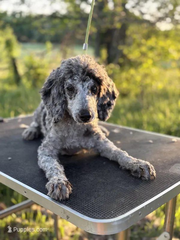 Waylon – Poodle - Miniature  puppy for sale in Morrilton, AR