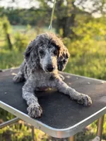Waylon, a male Poodle - Miniature  for sale in Morrilton, AR – Photo 1 of 3