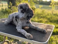 Waylon, a male Poodle - Miniature  for sale in Morrilton, AR – Photo 2 of 3