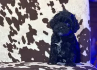 Raine, a female Cockapoo for sale in Morrilton, AR – 3 of 6