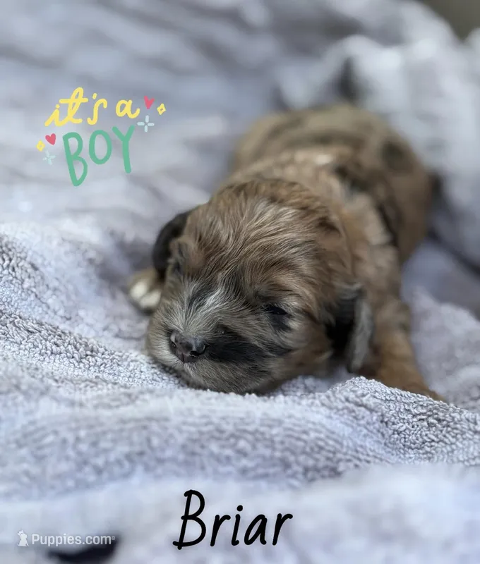 Briar- CKC cockapoo – Cockapoo puppy for sale in Morrilton, AR