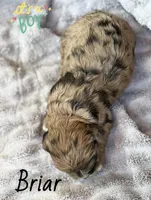 Briar- CKC cockapoo, a male Cockapoo for sale in Morrilton, AR – Photo 3 of 3