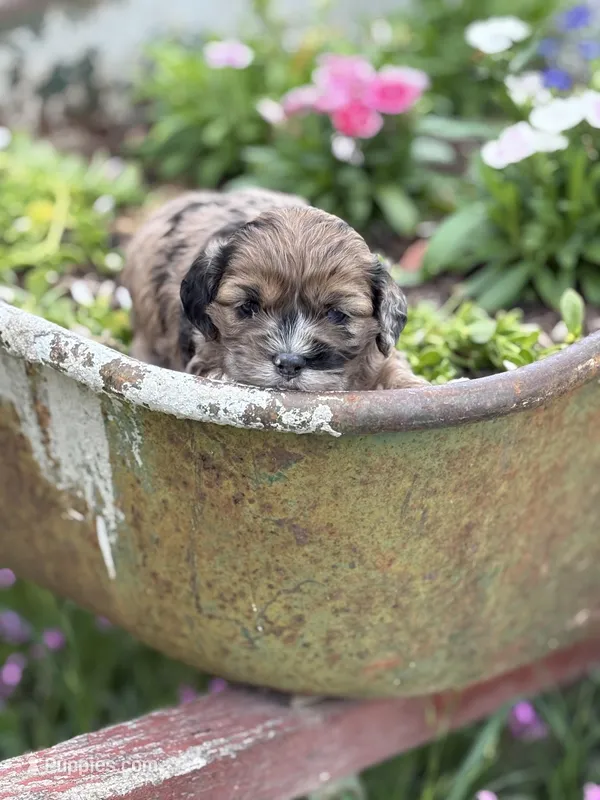 Briar- CKC cockapoo – Cockapoo puppy for sale in Morrilton, AR
