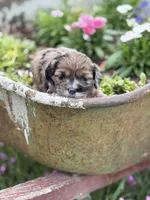 Briar- CKC mini cockapoo, a male Cockapoo for sale in Morrilton, AR – 5 of 9