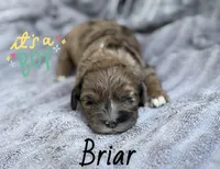 Briar- CKC cockapoo, a male Cockapoo for sale in Morrilton, AR – Photo 2 of 3