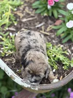 Briar- CKC mini cockapoo, a male Cockapoo for sale in Morrilton, AR – 6 of 9