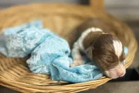 Prancer- RUNT CKC Aussiedoodle, a male Miniature Aussiedoodle for sale in Morrilton, AR – Photo 7 of 7