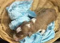 Prancer- RUNT CKC Aussiedoodle, a male Miniature Aussiedoodle for sale in Morrilton, AR – Photo 5 of 7