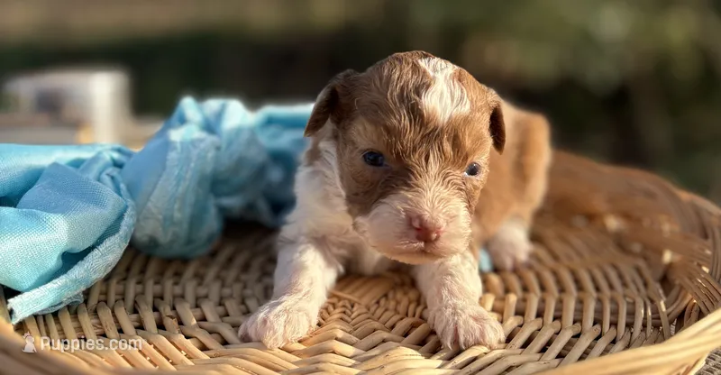 Prancer- RUNT CKC Aussiedoodle