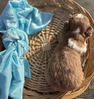 Prancer- RUNT CKC Aussiedoodle, a male Miniature Aussiedoodle for sale in Morrilton, AR – Photo 3 of 7