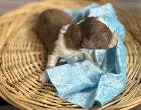 Prancer- RUNT CKC Aussiedoodle, a male Miniature Aussiedoodle for sale in Morrilton, AR – Photo 6 of 7