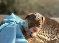 Prancer- RUNT CKC Aussiedoodle, a male Miniature Aussiedoodle for sale in Morrilton, AR – Photo 2 of 7