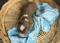 Prancer- RUNT CKC Aussiedoodle, a male Miniature Aussiedoodle for sale in Morrilton, AR – Photo 4 of 7