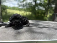 Otis, a male Cockapoo for sale in Morrilton, AR – 2 of 4