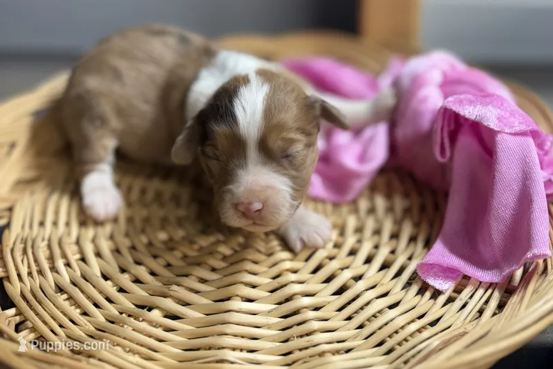 Holly- CKC Aussiedoodle