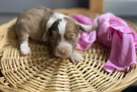 Holly- CKC Aussiedoodle, a female Miniature Aussiedoodle for sale in Morrilton, AR – Photo 1 of 4