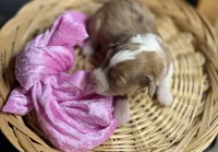 Holly- CKC Aussiedoodle, a female Miniature Aussiedoodle for sale in Morrilton, AR – Photo 3 of 4