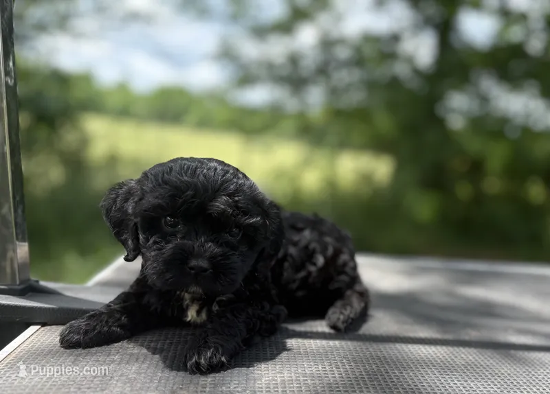 Otis – Cockapoo puppy for sale in Morrilton, AR