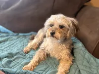Ellie- f1b reverse aussiedoodle , a female Aussiedoodle for sale in Morrilton, AR – 3 of 5