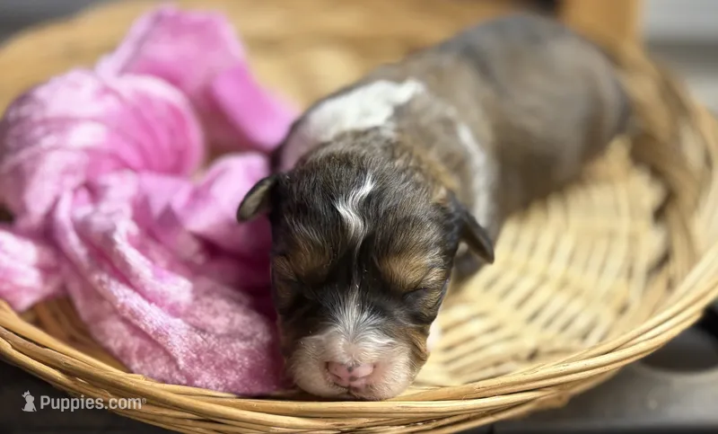 Noelle- CKC Aussiedoodle