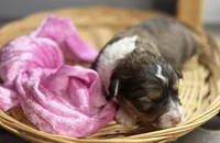 Noelle- CKC Aussiedoodle, a female Miniature Aussiedoodle for sale in Morrilton, AR – Photo 2 of 5