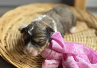 Noelle- CKC Aussiedoodle, a female Miniature Aussiedoodle for sale in Morrilton, AR – Photo 3 of 5