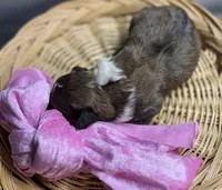 Noelle- CKC Aussiedoodle, a female Miniature Aussiedoodle for sale in Morrilton, AR – Photo 4 of 5