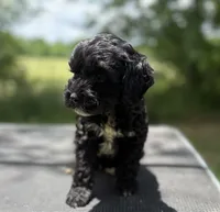 Beau, a male Cockapoo for sale in Morrilton, AR – 3 of 4