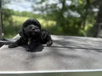 Otis, a male Cockapoo for sale in Morrilton, AR – 3 of 4