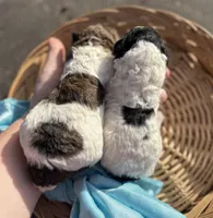 processed/964d0210-40aa-48d4-9e80-7ceb0a244d6e/listing/ca52f533-58e2-4a43-abfb-24300d602bbc/250ff822-1b94-4bfd-bab7-66f48a2e2a76