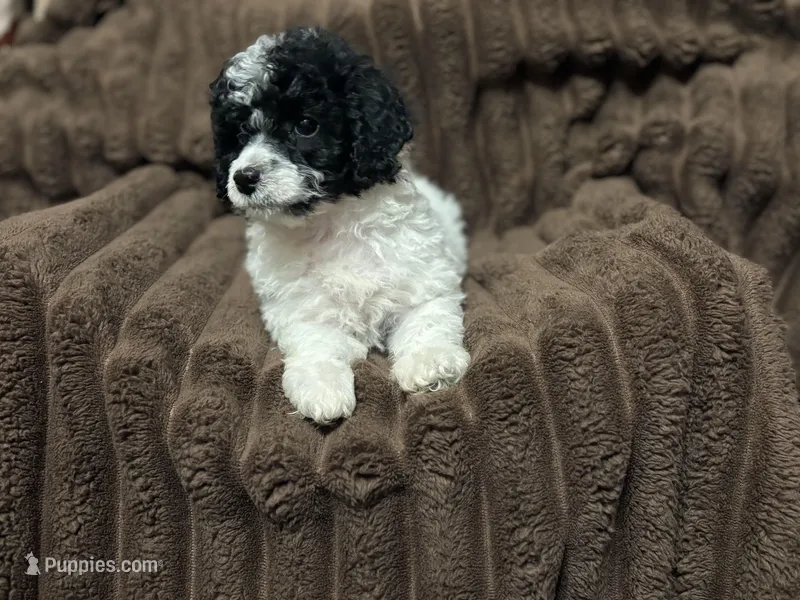 Archie- CKC mini poodle