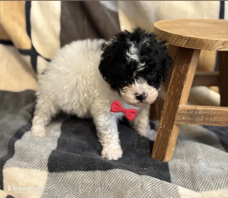 Archie- CKC mini poodle