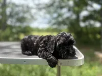 Raine, a female Cockapoo for sale in Morrilton, AR – 6 of 6