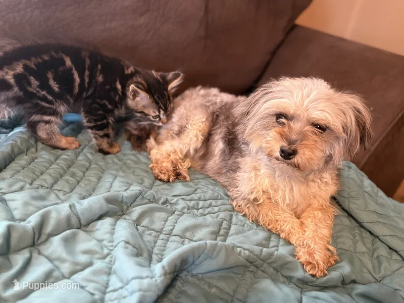 Ellie- f1b reverse aussiedoodle  – Aussiedoodle puppy for sale in Morrilton, AR