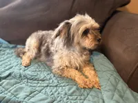 Ellie- f1b reverse aussiedoodle , a female Aussiedoodle for sale in Morrilton, AR – 2 of 5