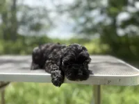 Raine, a female Cockapoo for sale in Morrilton, AR – 4 of 6