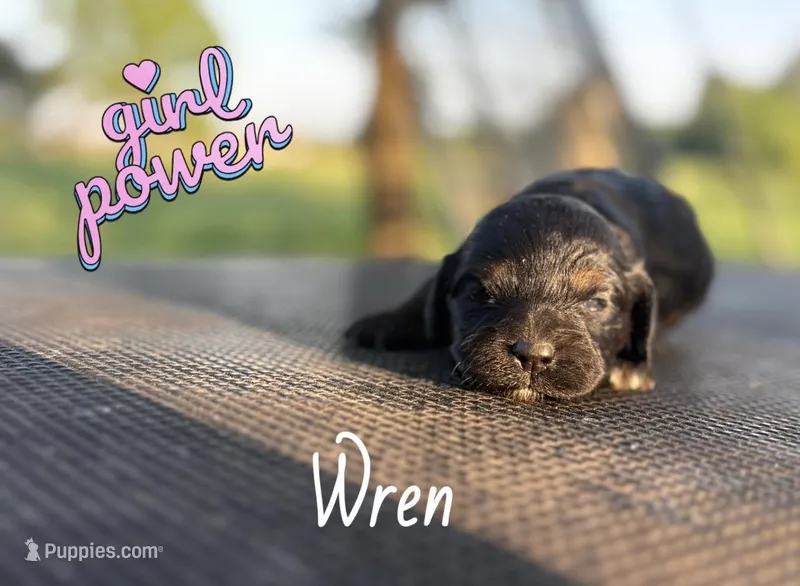 Wren- CKC cockapoo – Cockapoo puppy for sale in Morrilton, AR