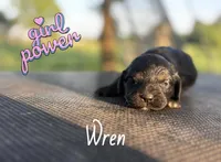 Wren- CKC cockapoo, a female Cockapoo for sale in Morrilton, AR – Photo 1 of 3