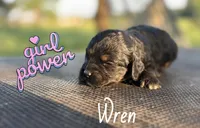 Wren- CKC cockapoo, a female Cockapoo for sale in Morrilton, AR – Photo 2 of 3