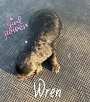 Wren- CKC cockapoo, a female Cockapoo for sale in Morrilton, AR – Photo 3 of 3