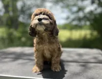 Briar- CKC mini cockapoo, a male Cockapoo for sale in Morrilton, AR – 3 of 9