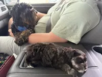 Hickory, a male Miniature Schnauzer for sale in Interlachen, FL – 7 of 7
