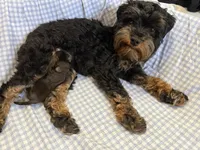 Hickory, a male Miniature Schnauzer for sale in Interlachen, FL – 5 of 7