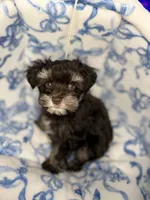 Hickory, a male Miniature Schnauzer for sale in Interlachen, FL – 2 of 7