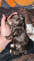 Hickory, a male Miniature Schnauzer for sale in Interlachen, FL – 4 of 7