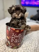 Hickory, a male Miniature Schnauzer for sale in Interlachen, FL – 3 of 7
