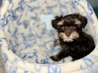Hickory, a male Miniature Schnauzer for sale in Interlachen, FL – 1 of 7